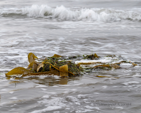 Island of Seaweed