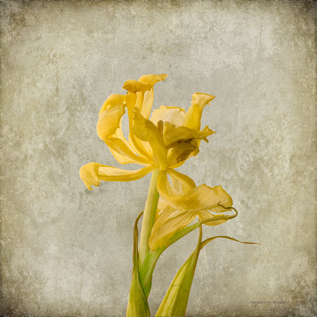 Yellow Tulip #17