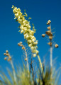 Yucca flowers
