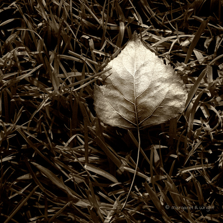 Leaf (Infrared)