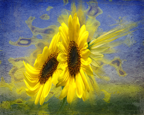 Sunflower Spirits