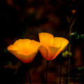 Two Poppies