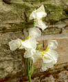 Iris against a wall