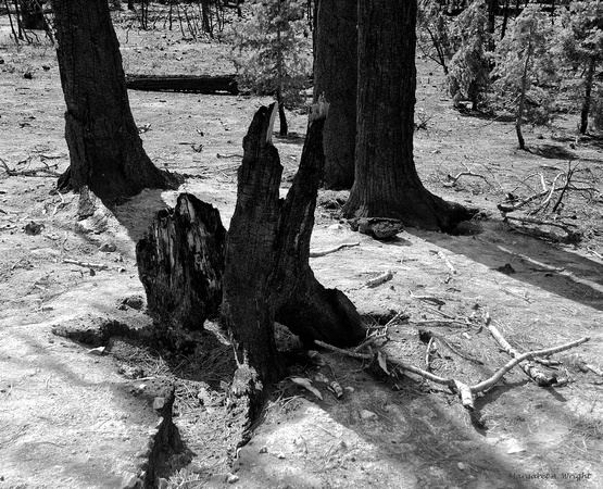 Burnt Tree Stump